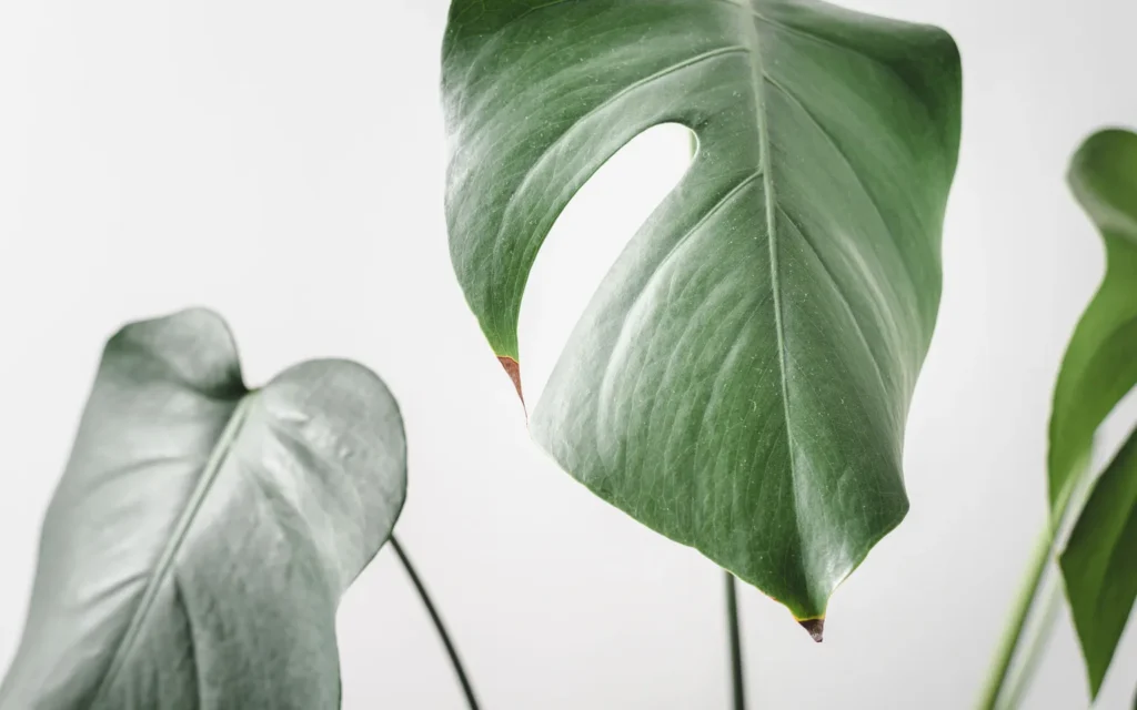A Monstera deliciosa with a new pale green leaf unfurling beside mature split leaves indoors