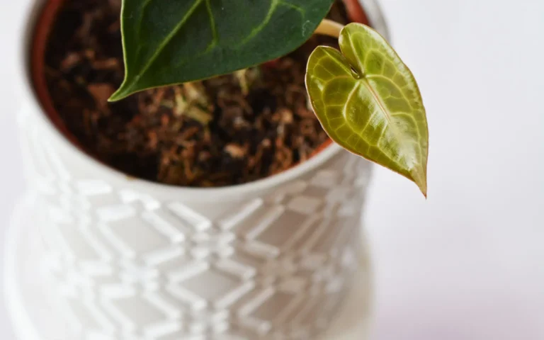 A velvet-leaf Anthurium with one fresh pale green leaf emerging in a bright indoor growing area