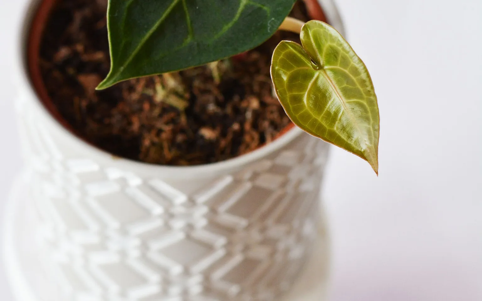 A velvet-leaf Anthurium with one fresh pale green leaf emerging in a bright indoor growing area