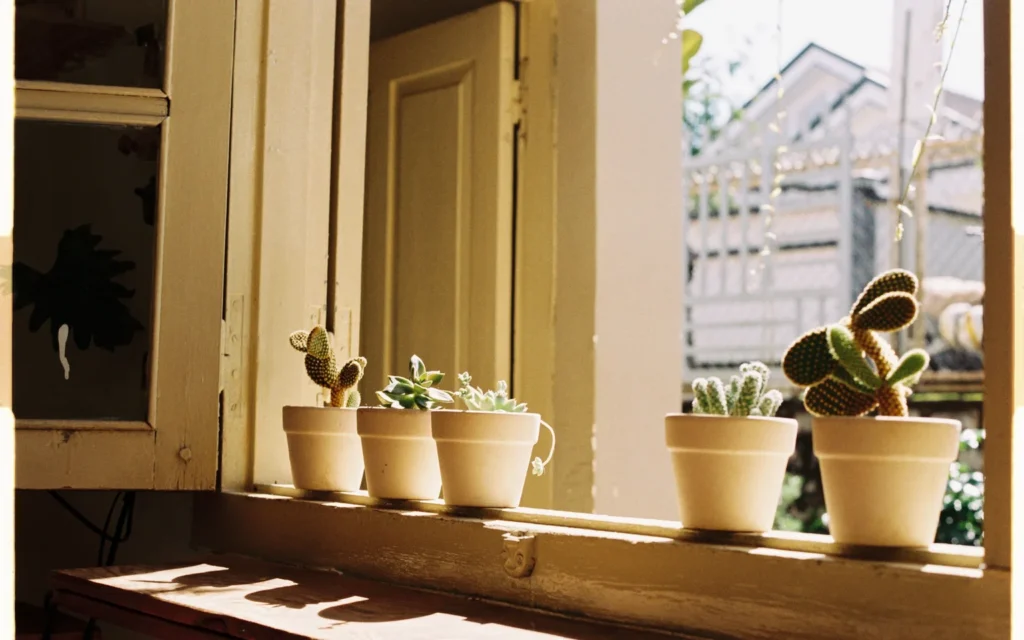 Heat-tolerant potted houseplants arranged near a bright sunny window