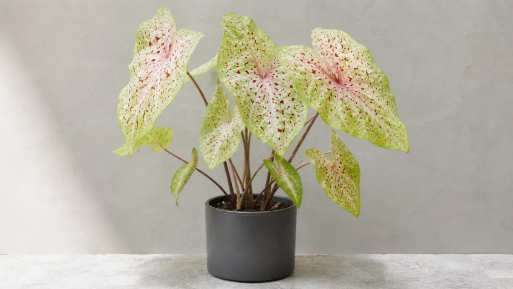 Caladium 'Miss Muffet' in a pot