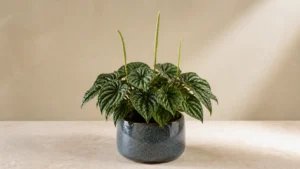 Emerald Ripple Peperomia in a pot