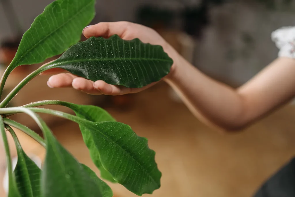 hand-supporting-drooping-houseplant-leaf