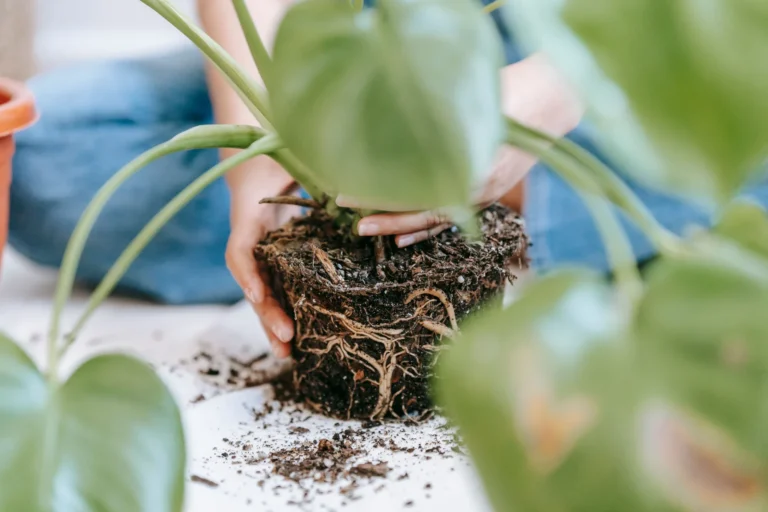 hands-holding-houseplant-root-ball.