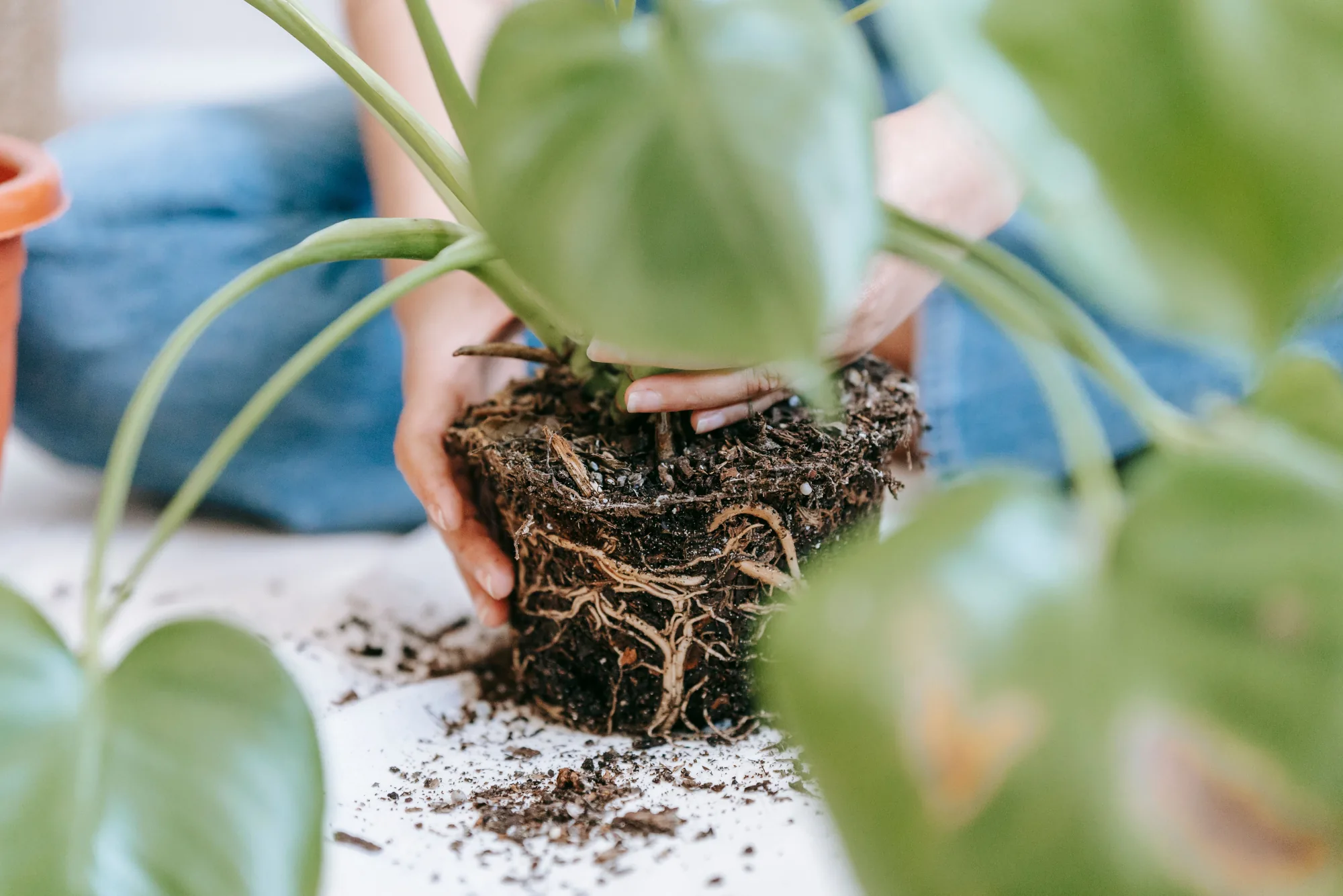 hands-holding-houseplant-root-ball.