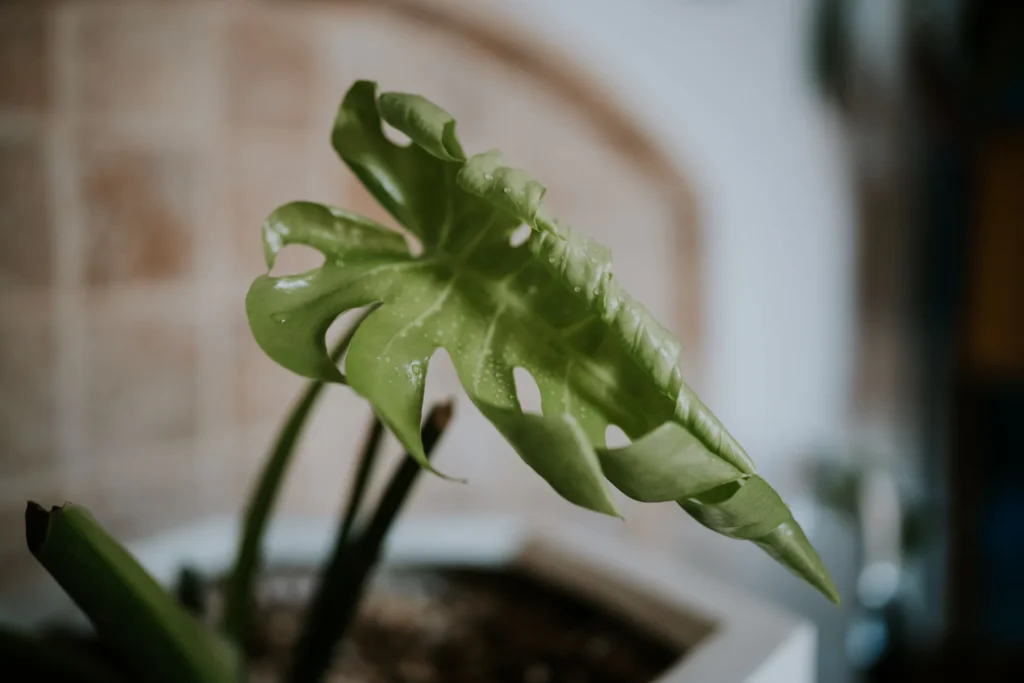 houseplant leaves curling