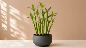 Lucky Bamboo in a pot