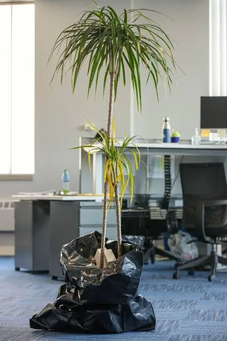 The wrong plant, abandoned in the office.