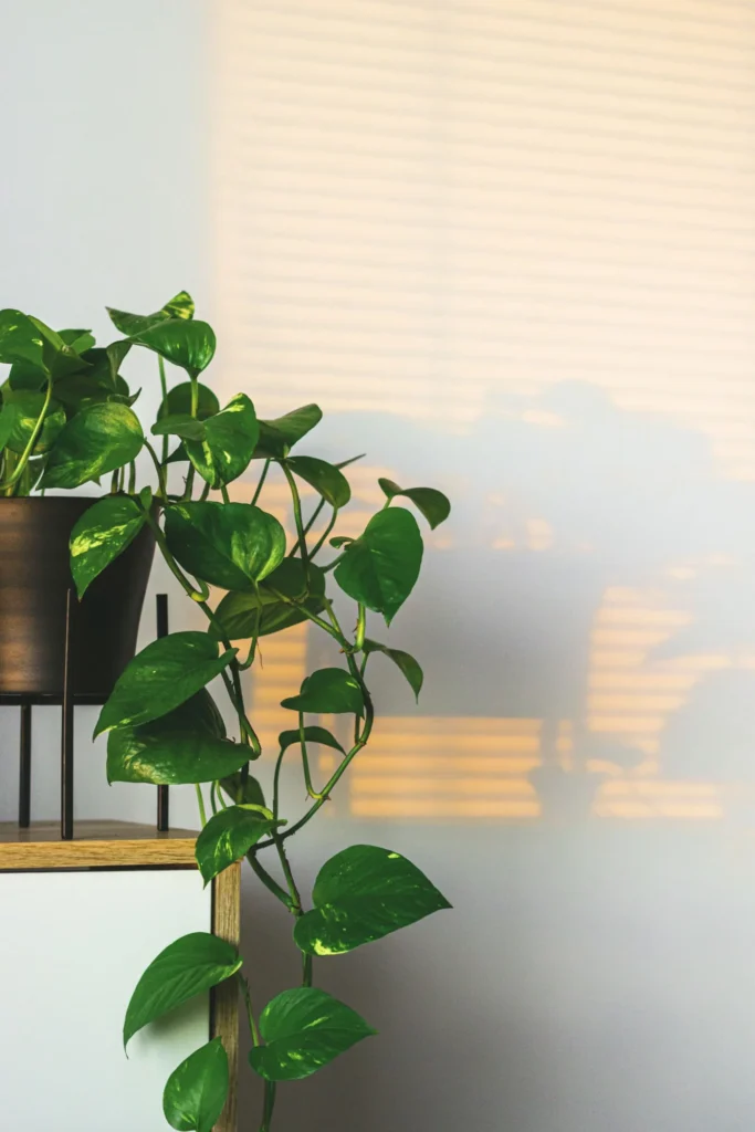 fast growing houseplant- Pothos needs enough vertical space to trail and grow.