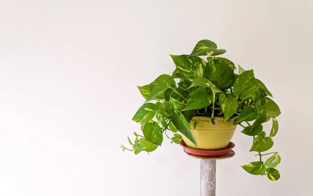pots-without-drainage-holes