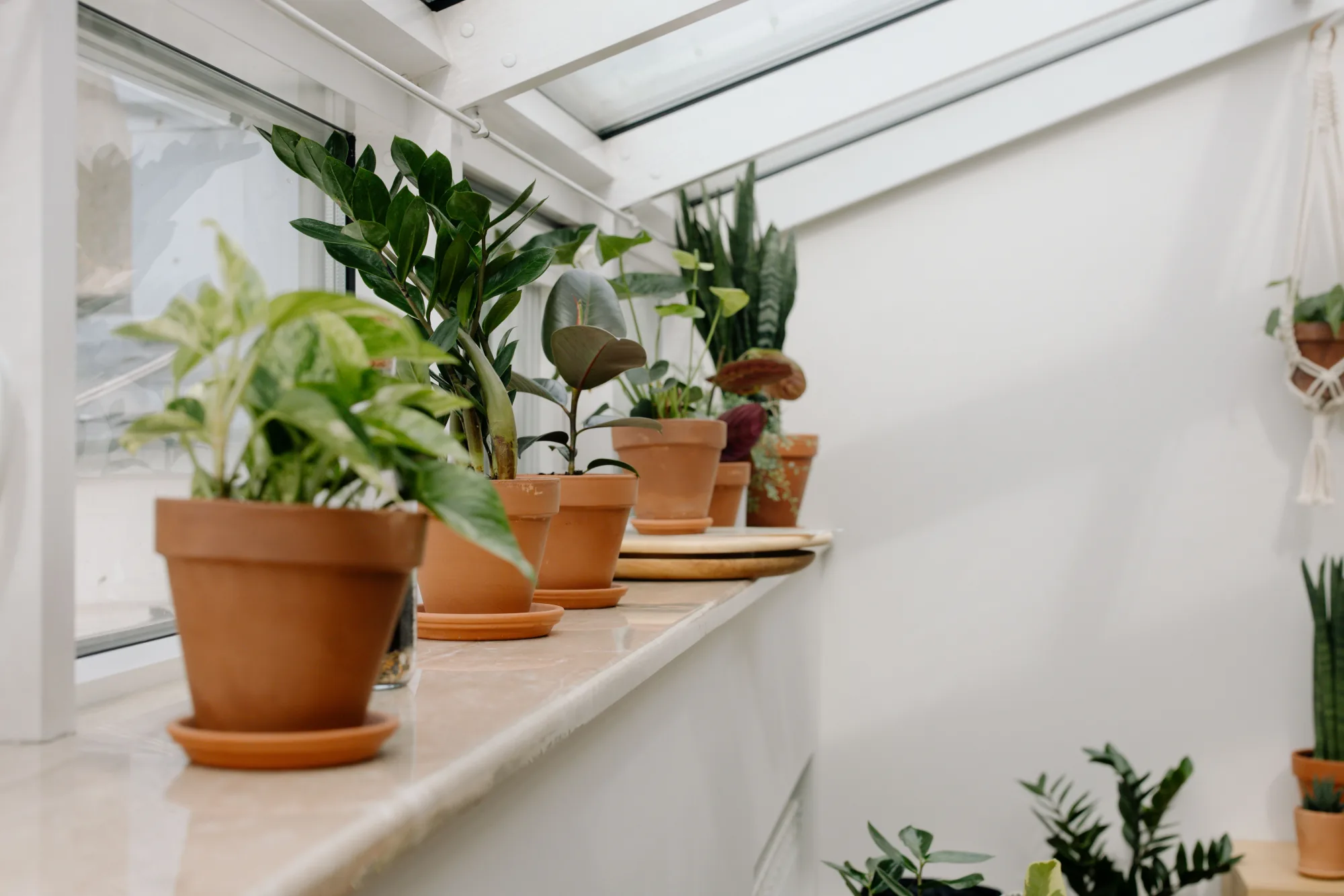 Potted houseplants arranged on a sunny windowsill
