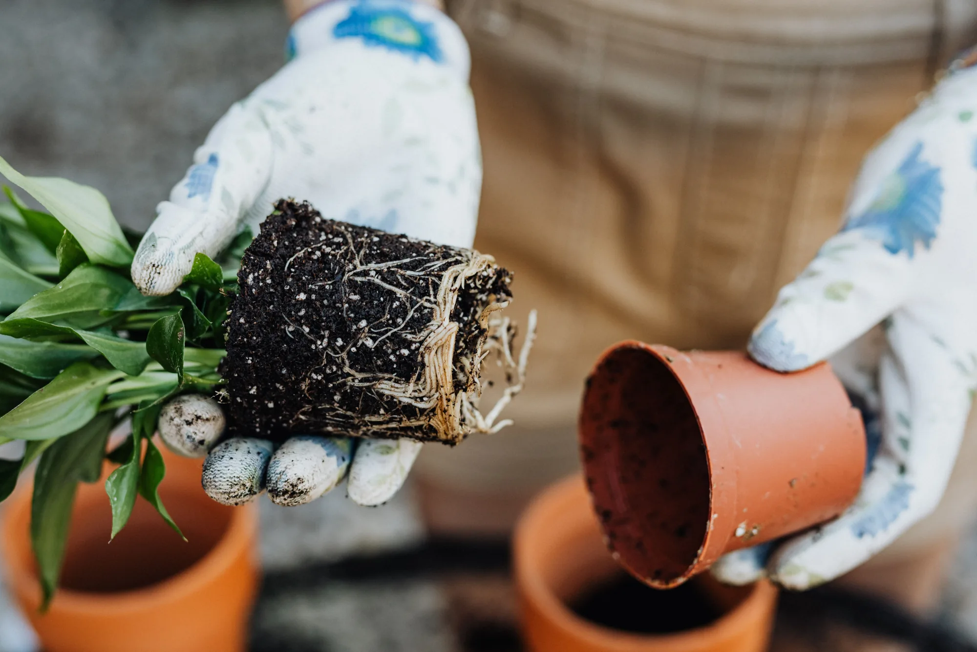 Gloved hands holding a root-bound houseplant beside its nursery pot.