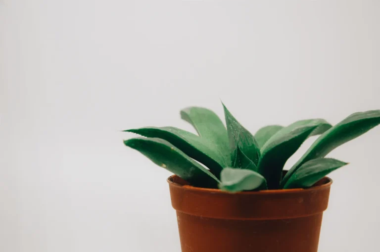 Small green houseplant in a terracotta pot