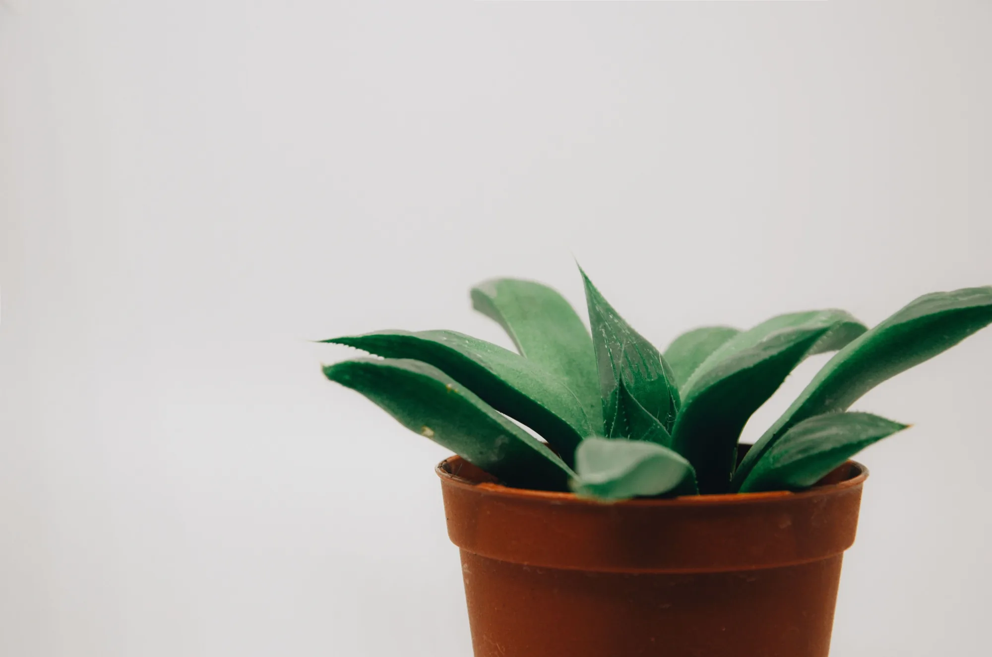 Small green houseplant in a terracotta pot