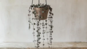 String of Hearts in a pot