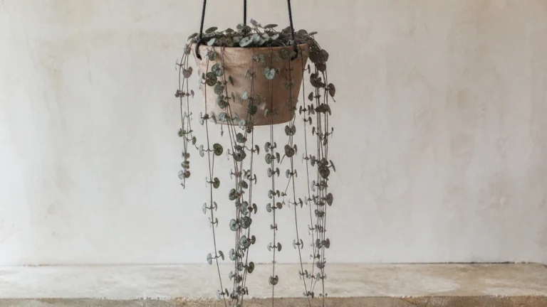 String of Hearts in a pot