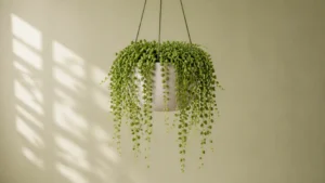 String of Pearls in a pot