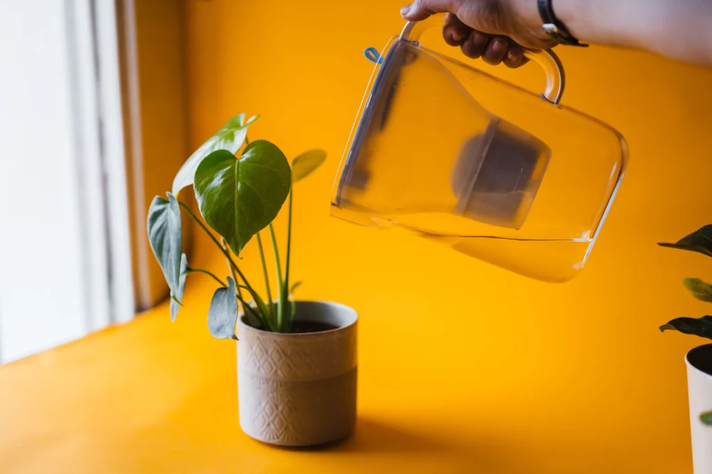 Watering a heartleaf philodendron against an orange background