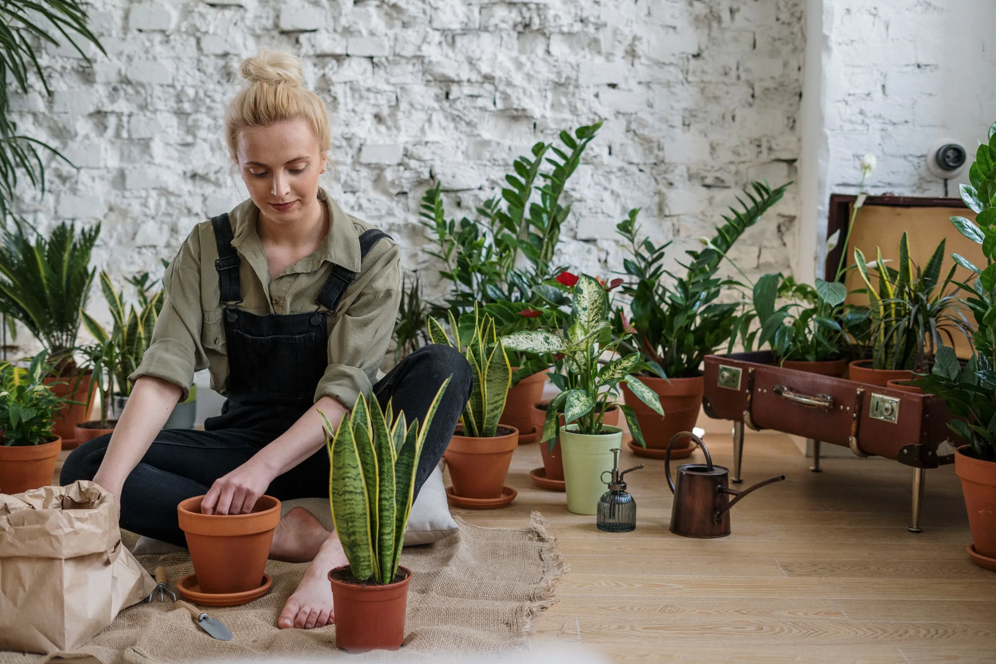 Woman potting houseplants in a bright indoor room