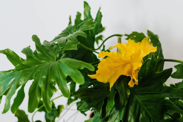 Yellow leaves surrounded by large tropical leaves