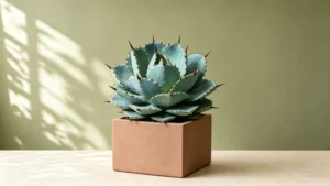 Agave isthmensis in a pot