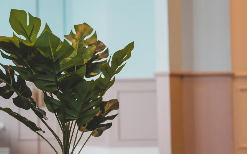 A large Monstera deliciosa growing beside a sofa in a small bright apartment corner