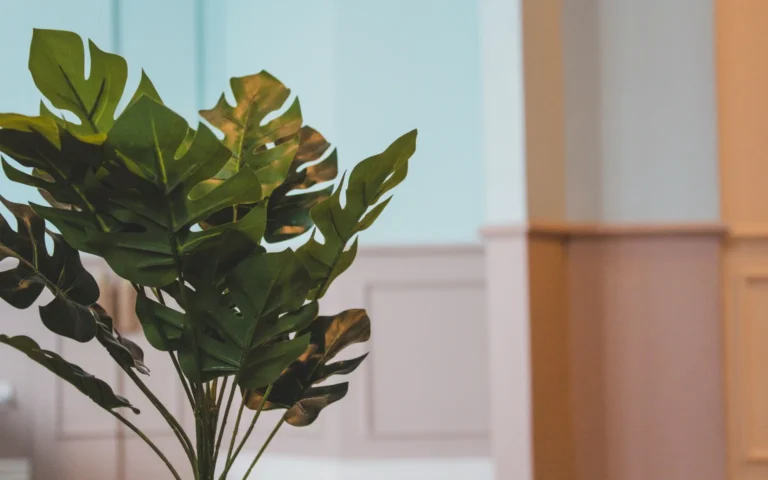 A large Monstera deliciosa growing beside a sofa in a small bright apartment corner