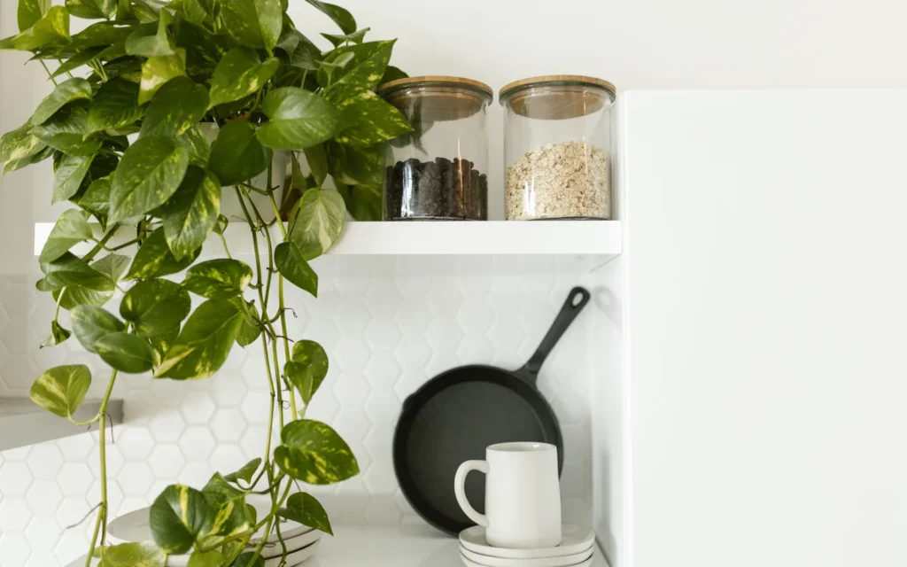 Pothos vines trailing from a wall shelf in a bright indoor room with easy access for watering