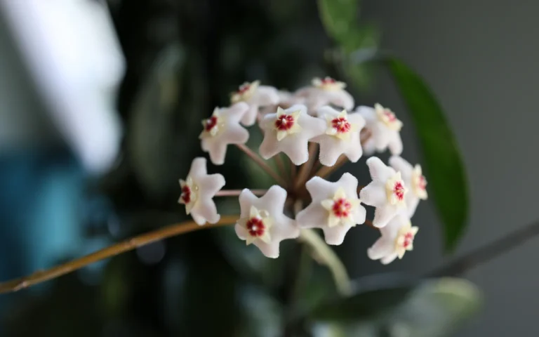 A flowering Hoya houseplant with clusters of waxy star-shaped blooms near a bright indoor window