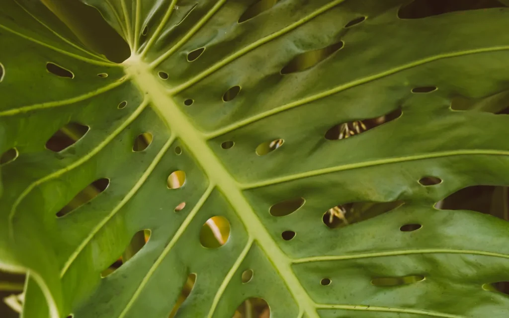 Close-up of a Monstera leaf showing silvery pest damage and tiny dark specks under bright indoor light