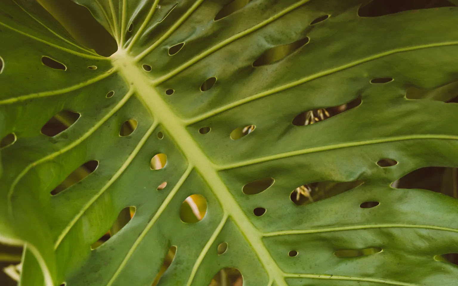 Close-up of a Monstera leaf showing silvery pest damage and tiny dark specks under bright indoor light