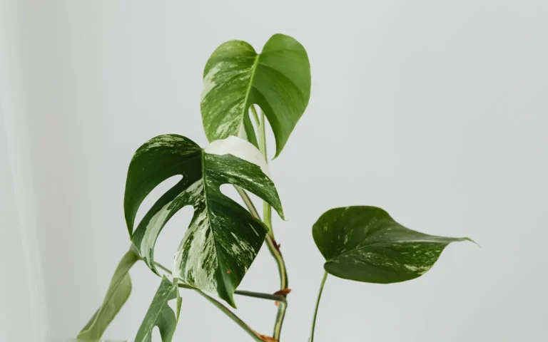 A variegated Thai Constellation Monstera beside a fresh pot and chunky aroid potting mix