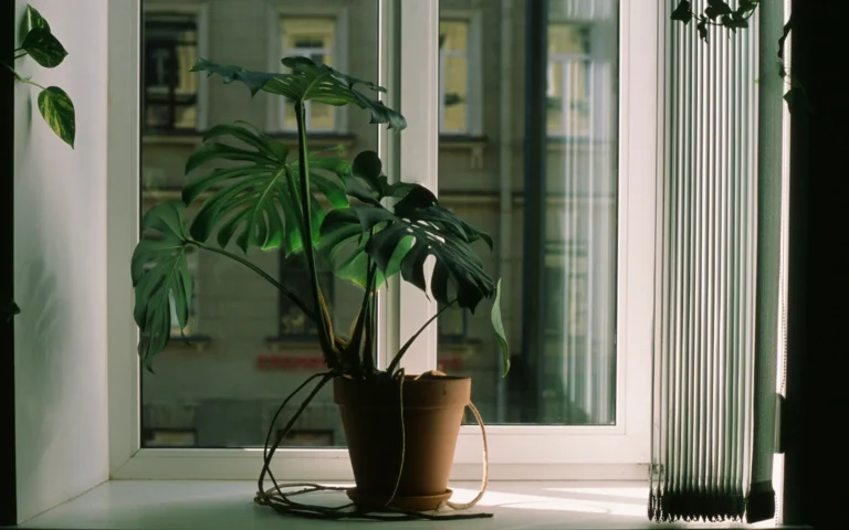 A Monstera stem with visible aerial roots positioned beside a sturdy moss pole in bright indoor light