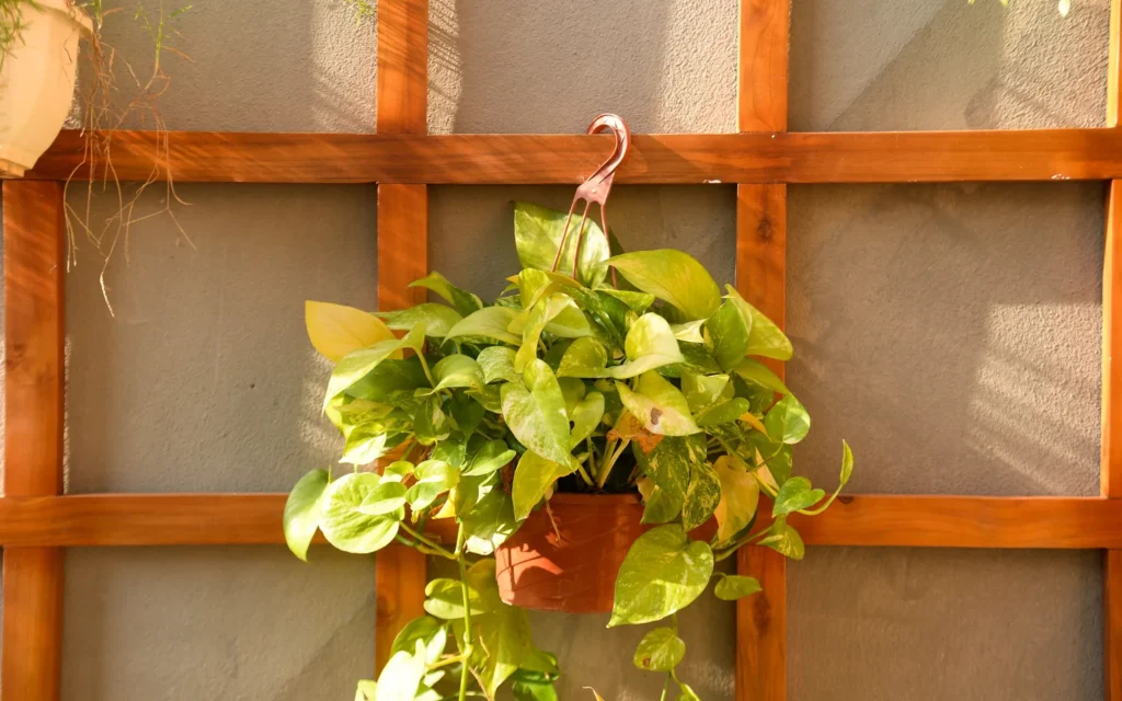 Long healthy pothos vines trailing from a shelf with several stems guided gently along a wall