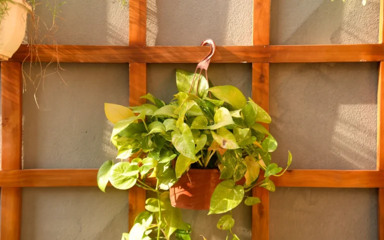 Long healthy pothos vines trailing from a shelf with several stems guided gently along a wall