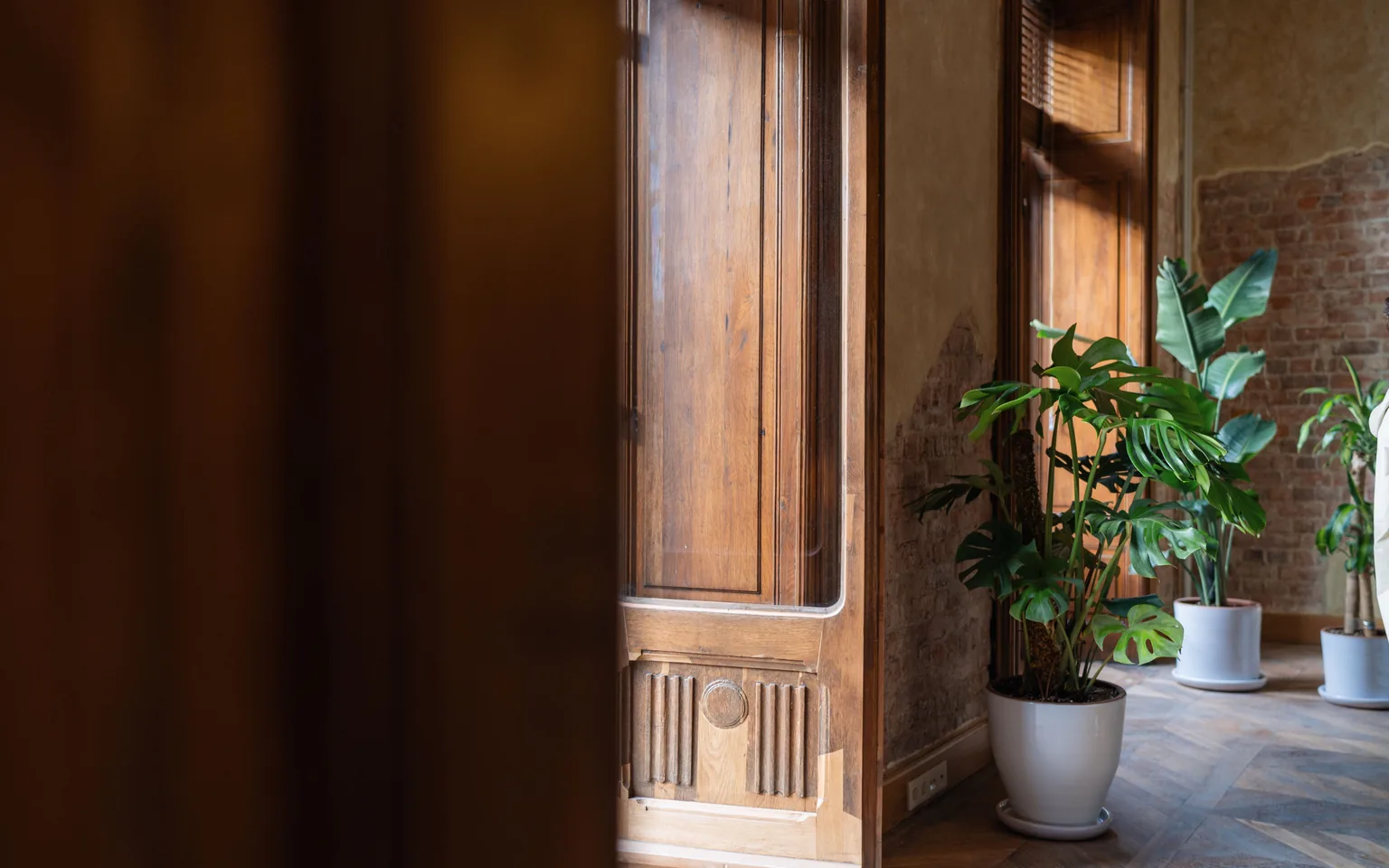 Several potted houseplants being inspected beside a bright doorway before they are moved indoors