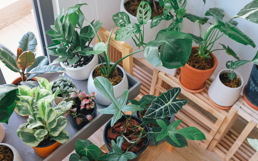 A plant owner sorting a manageable group of healthy houseplants on shelves beside an empty tray