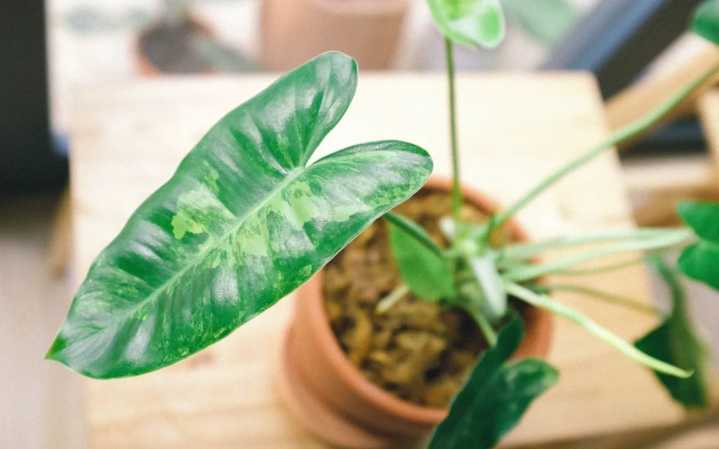 A newly arrived Philodendron billietiae with long green leaves and orange petioles beside its nursery pot