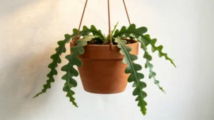 Fishbone Cactus in a pot