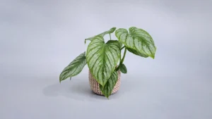 Mamei Philodendron in a pot