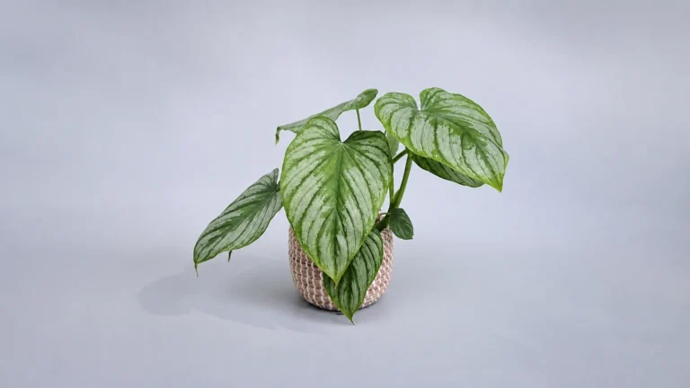 Mamei Philodendron in a pot