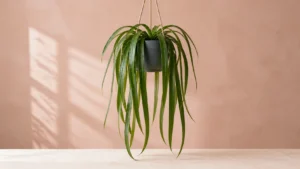 Strap-leaf Anthurium in a pot